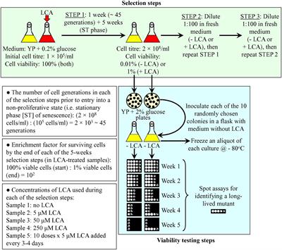 Empirical Validation of a Hypothesis of the Hormetic Selective Forces Driving the Evolution of Longevity Regulation Mechanisms